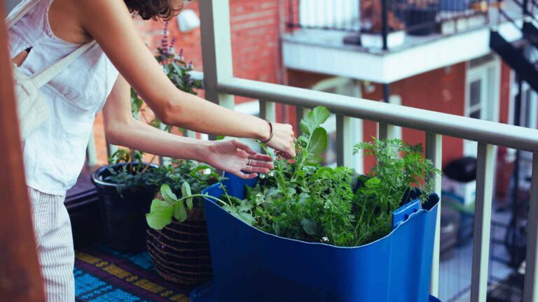 גינה במרפסת